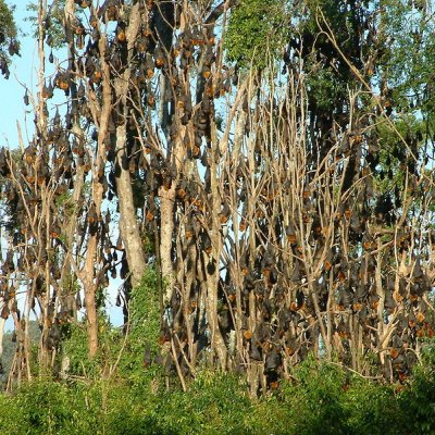 Pteropus poliocephalus colony: image Justin Welbergen